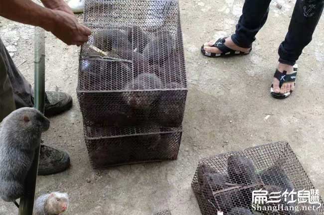 寧夏竹鼠批發