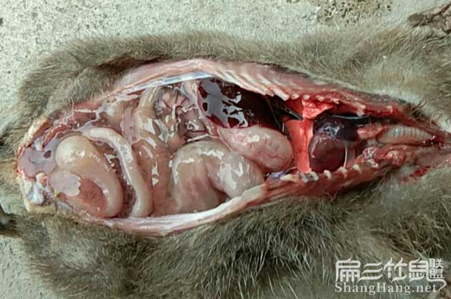 竹鼠難點腸炎