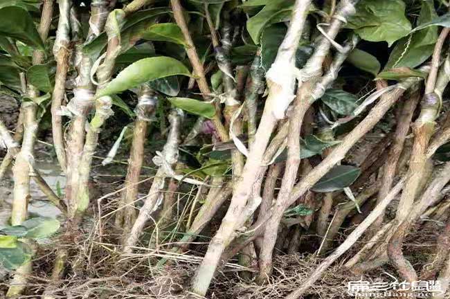 婁底油茶苗（miáo）多少錢一珠