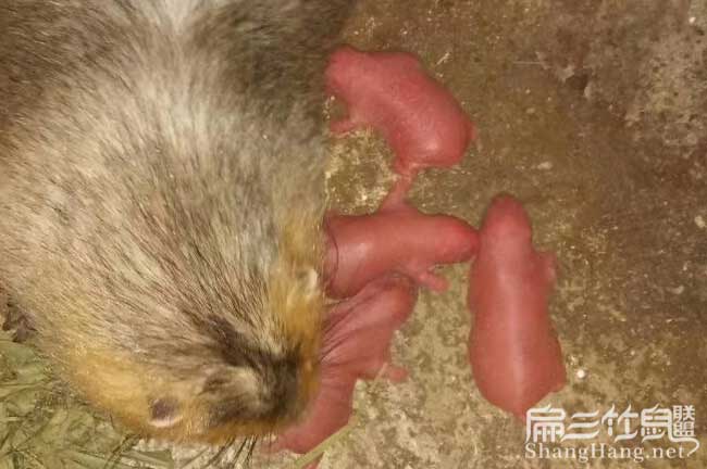 竹鼠價格（gé）