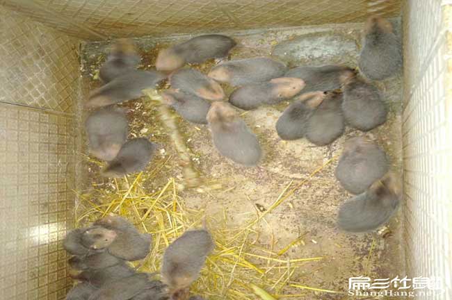 群養竹鼠
