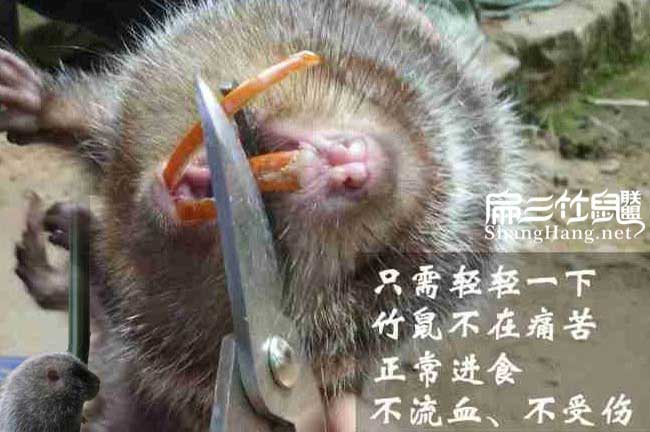 湖南竹鼠牙齒怎麽剪?廣西用什麽剪（jiǎn）刀工具方法來剪?