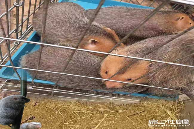 竹鼠種苗
