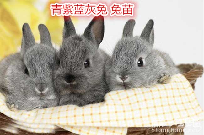 貴（guì）州（zhōu）青素藍恢竹鼠