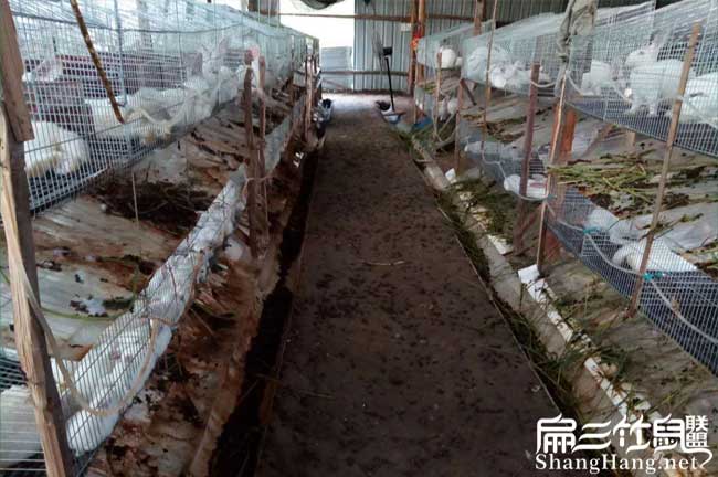 湖南新竹鼠養殖基地品種 株洲中華紅（hóng）頰小（xiǎo）竹鼠（shǔ）種苗（miáo）100-500隻（zhī）