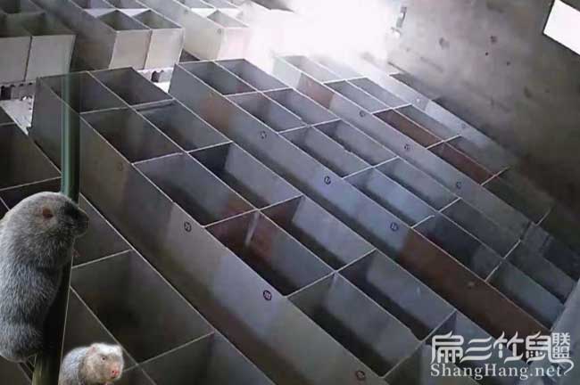福建竹鼠（shǔ）基地