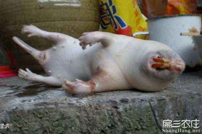陽（yáng）朔現殺竹鼠