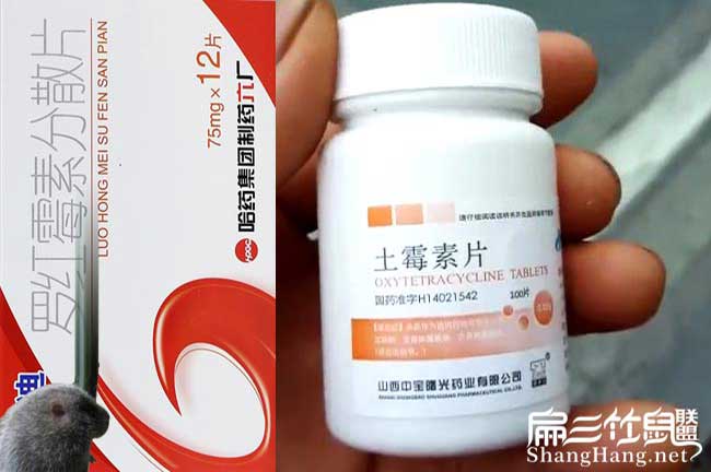 竹鼠吃土黴（méi）素