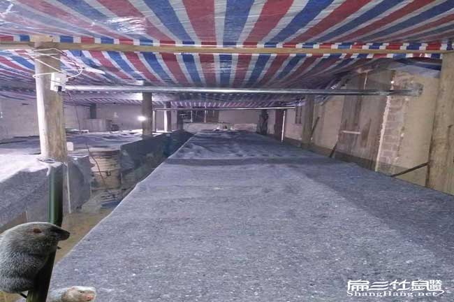 竹鼠養殖場