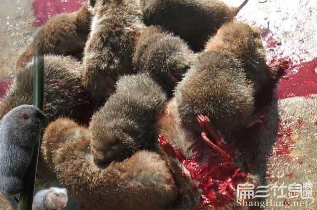 2024現殺竹鼠