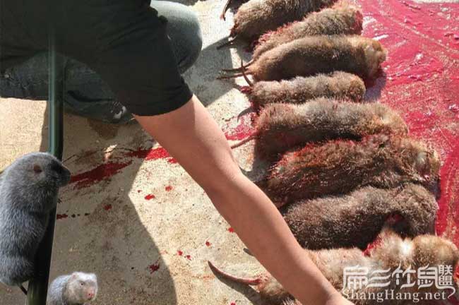 現場殺（shā）竹鼠