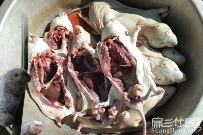 高雄竹鼠批發
