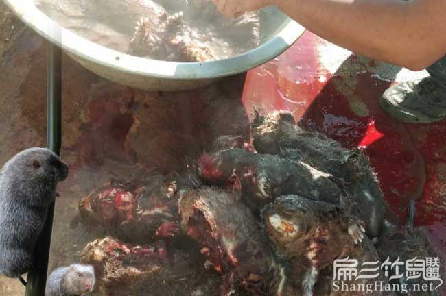 竹（zhú）鼠現殺