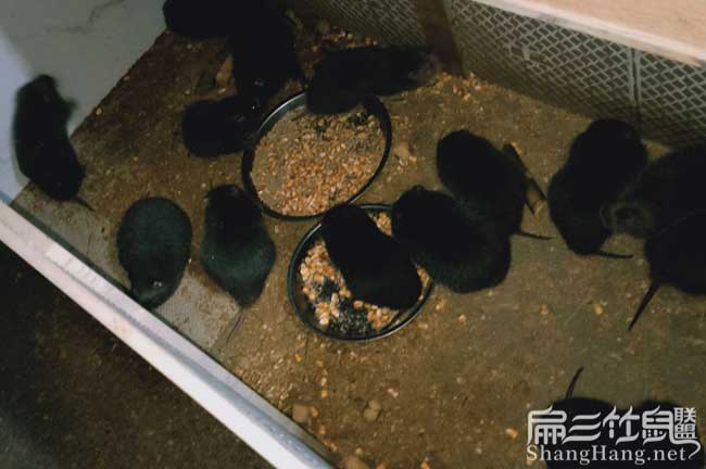 田陽竹鼠清（qīng）場