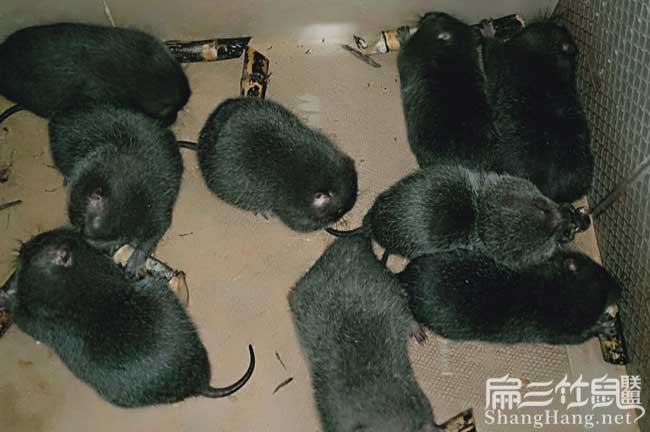 黑色竹鼠種苗
