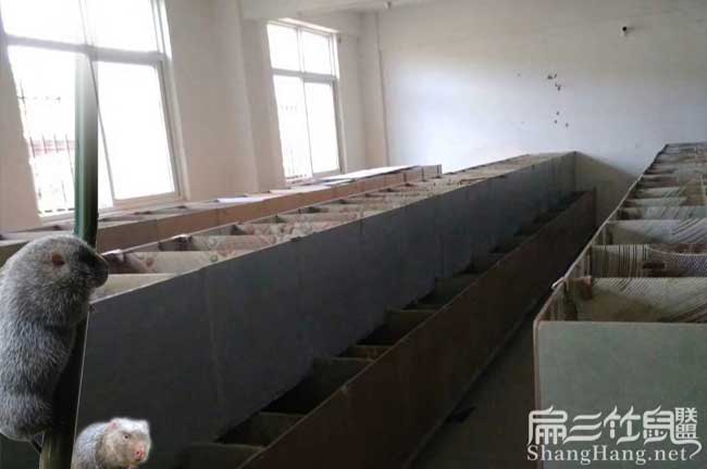 湖（hú）南竹鼠養殖