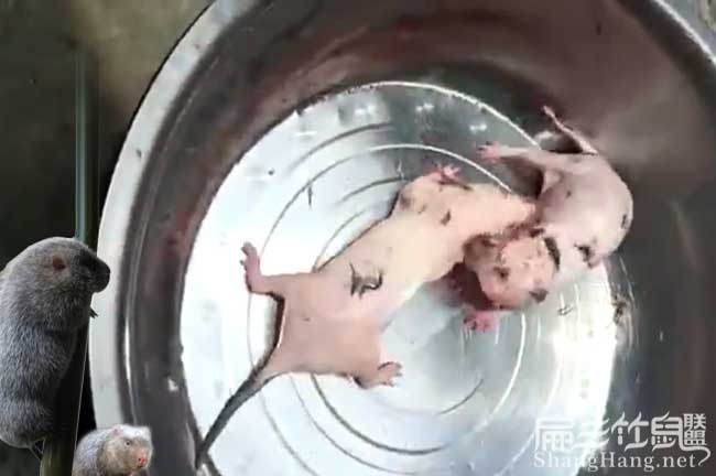想養竹鼠先找竹鼠種苗銷售問題的請進 2024養殖技術是關鍵