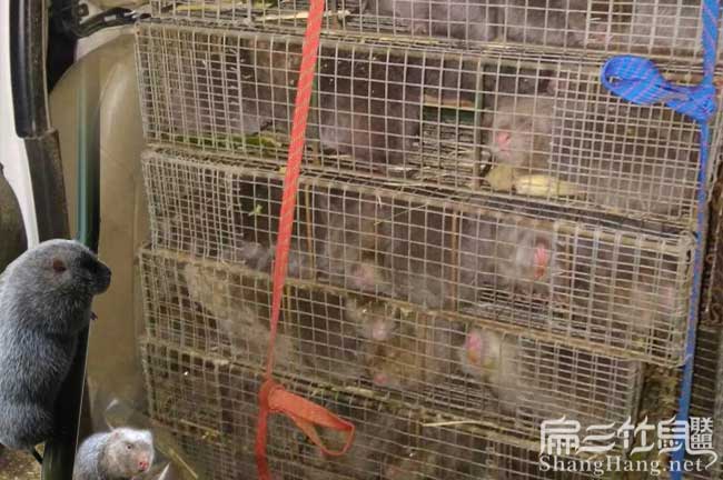 2024竹鼠銷售