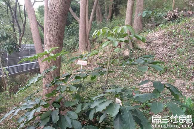在晉江(jiāng)菜市場為什麽沒 在晉江菜市場為什麽沒