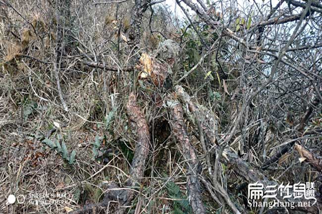 北方能(可以)養殖竹 北方能(可以)養殖竹