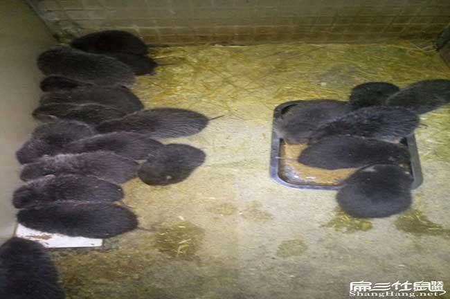泉州竹鼠養殖