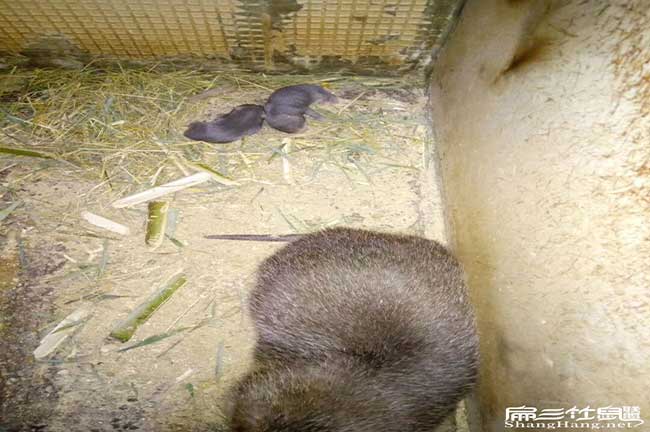 光澤肚子鼓鼓的、尾(wěi)巴 光澤肚子鼓鼓的、尾巴