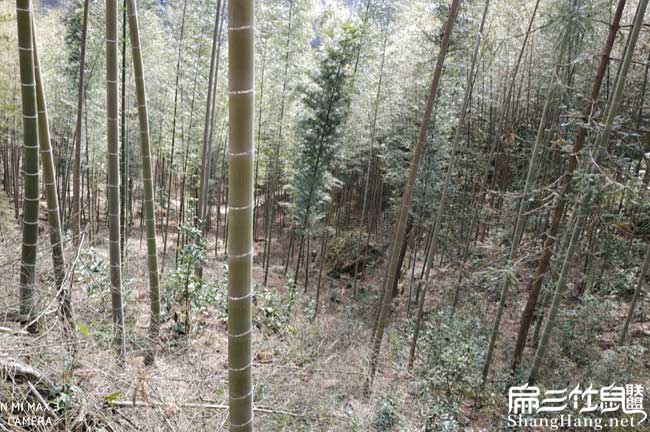 我在井岸想問一下在白(bái) 我在井岸想(xiǎng)問一下在白
