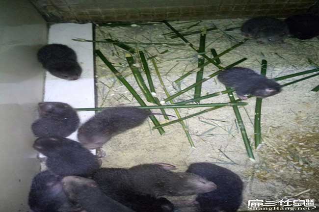 想回小欖養殖竹鼠不知