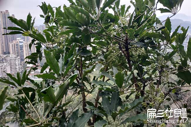 您好(hǎo)!我們裏水扁山竹(zhú) 您好!我們裏水扁山竹(zhú)