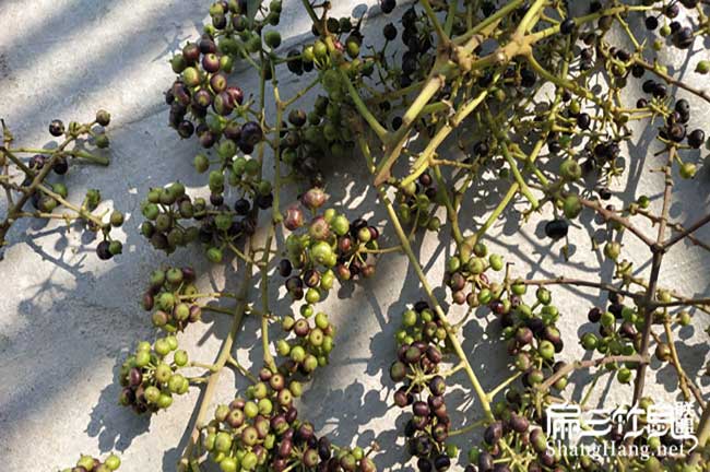 在農村（cūn）鬥門養殖竹鼠一
