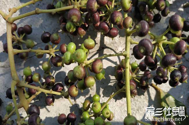 怎麽養殖竹鼠在廈門? 怎麽養殖竹鼠在廈門?