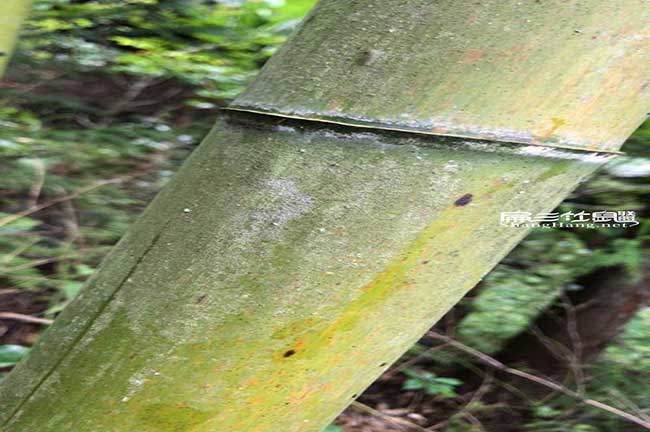 涵江扁(biǎn)山竹鼠聯盟鼠糧 涵江扁山竹鼠聯盟(méng)鼠糧