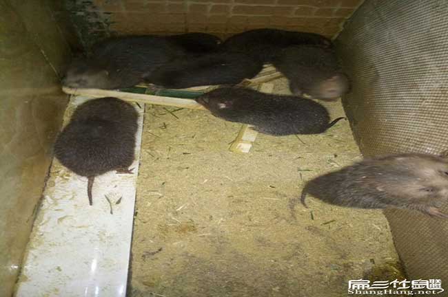 在農村涵江養殖竹鼠一 在農村涵江養殖竹鼠一