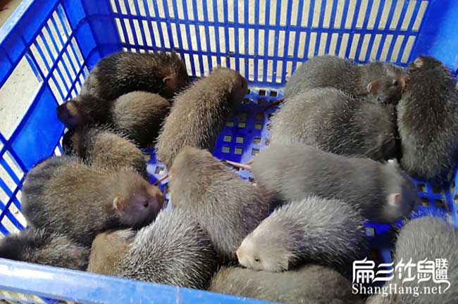 在柘林（lín）鎮養殖竹鼠容易