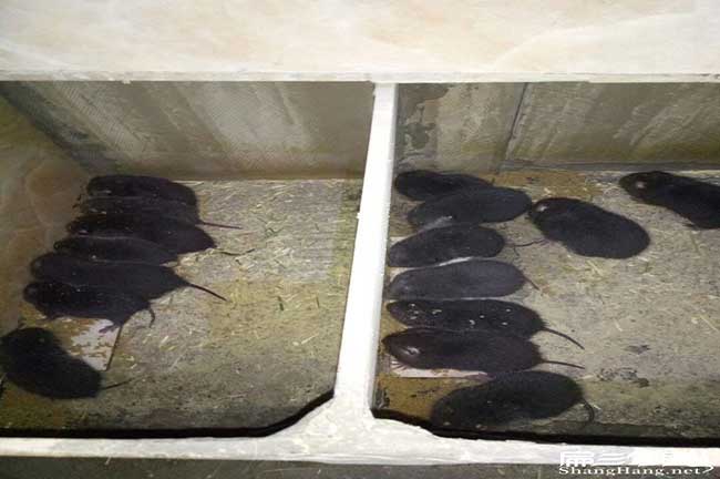 八點黑比利時兔、花兔(tù)竹鼠冬天 八點黑比利時兔、花兔竹鼠冬天