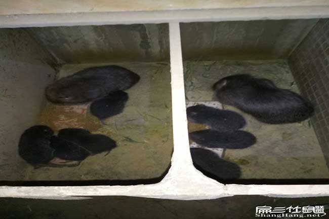 白(bái)蕉引種提前要整備好 白蕉引種提前要整備好
