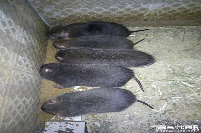 如果在農村霞林竹鼠養 如(rú)果在農村霞林(lín)竹鼠養