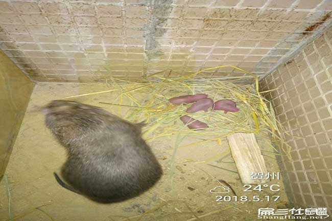 竹鼠養殖出來有人收購 竹鼠養殖出來有人收購