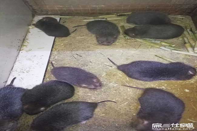 立體竹鼠養殖（zhí）