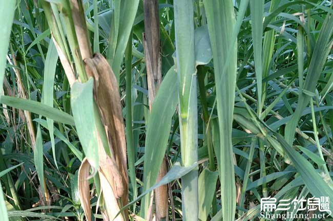 禪城(chéng)養殖地方(fāng)在裏水竹(zhú) 禪城養(yǎng)殖地(dì)方在裏水竹