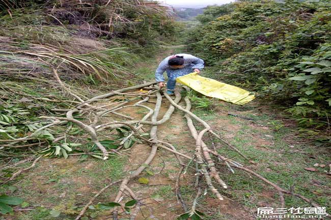 您好(hǎo)!我們河西扁山竹(zhú) 您好!我們河西扁山竹