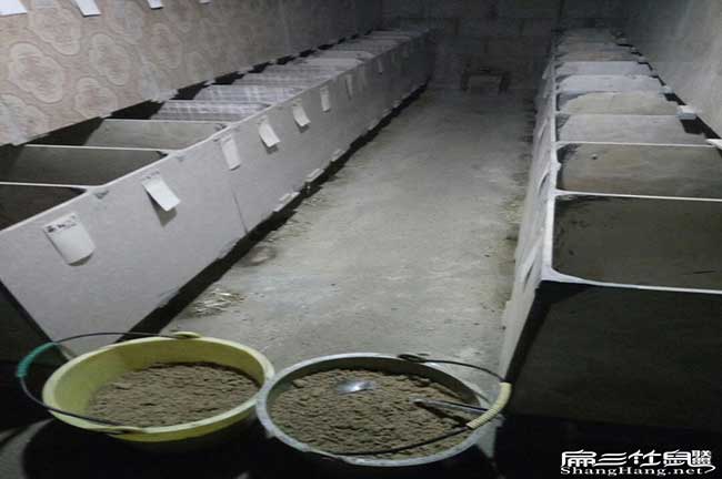 八點黑比利時兔、花兔竹鼠冬天 八點黑比利時兔、花兔竹鼠冬天