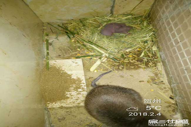 城廂引種提前要整備好 城廂引(yǐn)種提前要(yào)整備好