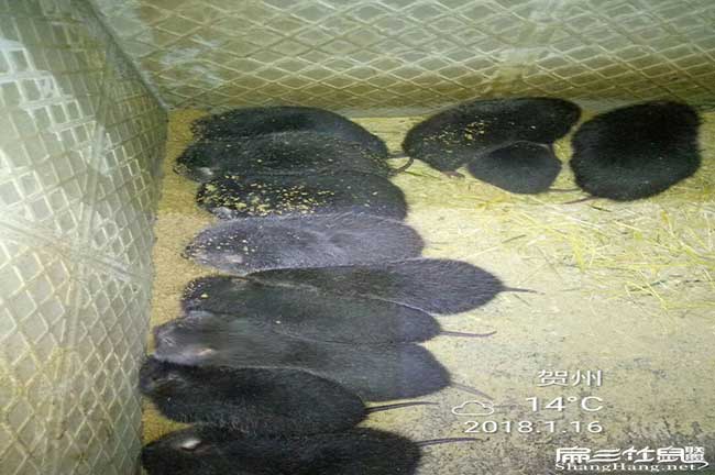 比利(lì)時、北團花兔竹鼠(shǔ)種 比利時、北團花兔竹鼠種