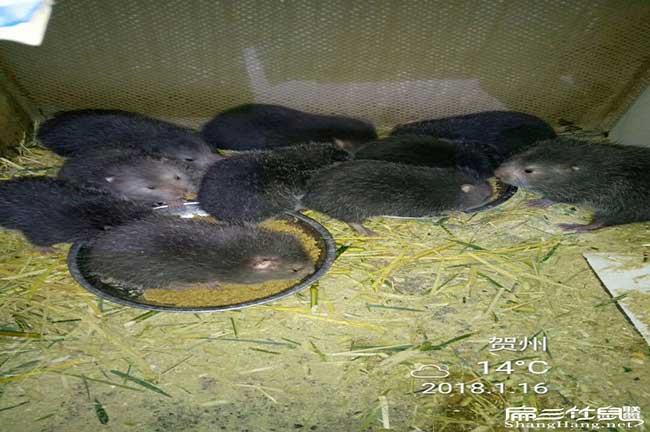 如果在農村(cūn)長汀竹鼠(shǔ)養 如果在農村長汀竹鼠養