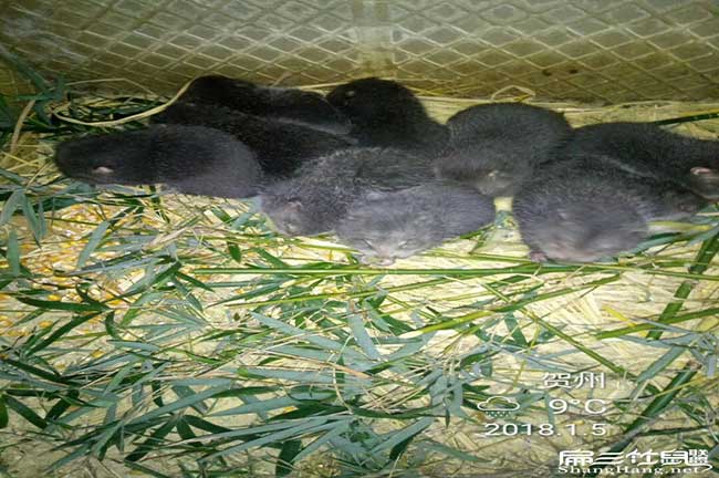 中國順德多養殖竹鼠 中國順(shùn)德多養殖竹鼠
