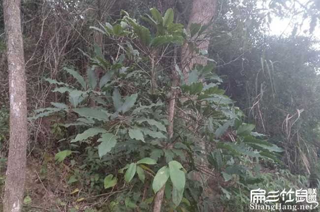 竹鼠(shǔ)養殖騙局宣和竹鼠 竹鼠養殖騙局宣和竹鼠