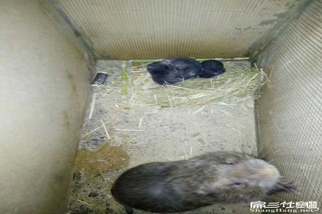 竹鼠養殖騙局西樵竹(zhú)鼠 竹鼠養殖騙局西樵竹鼠