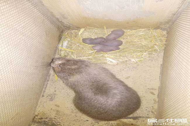 在仙遊地區的竹鼠價格 在仙遊地區的竹鼠價格