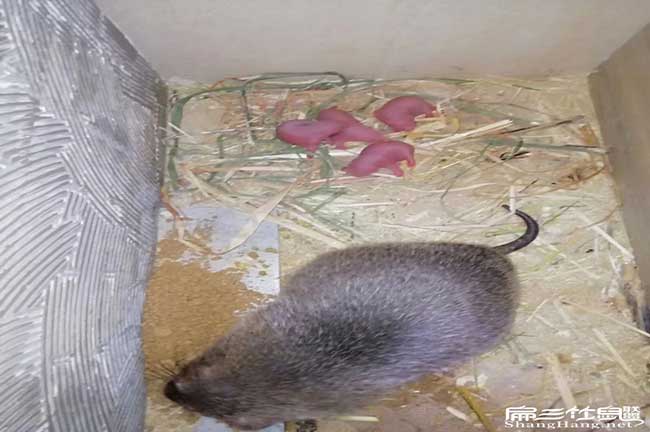 養一隻鼠從出(chū)生到(dào)出欄 養一隻鼠從出生到出(chū)欄